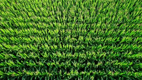 Aerial View of Plantation Green Corn Field