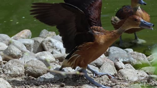 Brown Duck Flapping Its Soaked Wings By The Lake