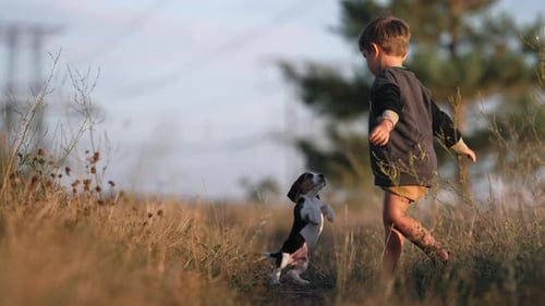 Boy and Puppy Playing Together in Golden Field