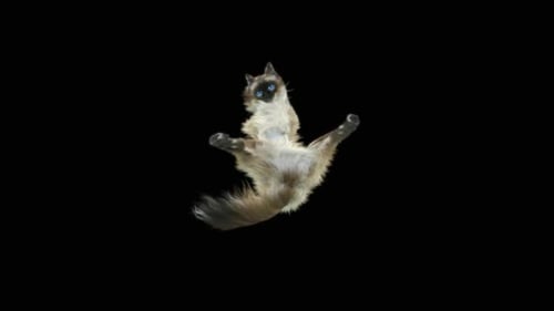 Cat Dancing HD