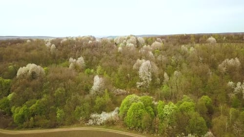 Luftaufnahme des Frühlingswaldes mit blühenden weißen Bäumen in dichten Wäldern.