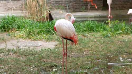 O gracioso pássaro Flamingo rosa fica em pé e limpa sua plumagem. Flamingo rosa
.