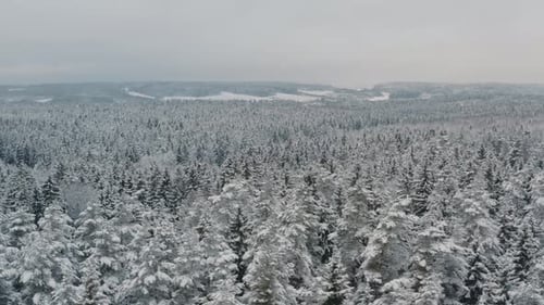 Aerial View Winter Forest with Snow Covered Spruce and Pine Trees
