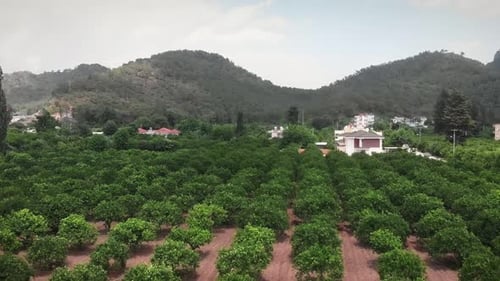 Orange plantation