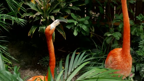 Rosa Flamingos in einem tropischen Lebensraum