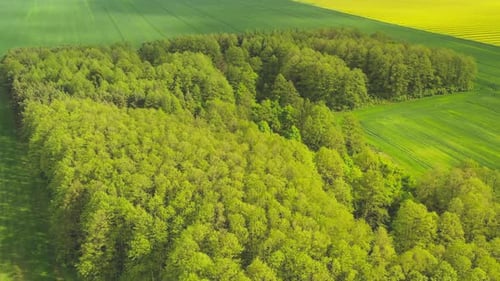Flying Over a Small Forest Among the Fields in Belarus