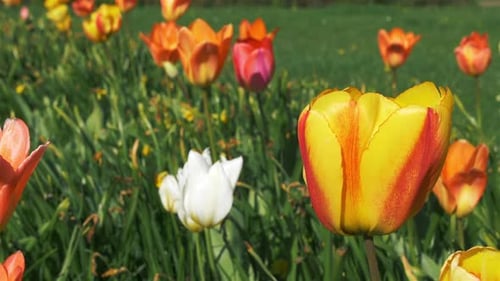 Colorful Tulips Blooming in a Flower Field