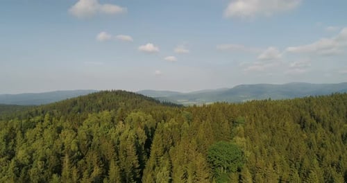 Blue Sky and Forest Drone Shot From Above