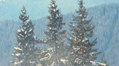 Pine Tree Branches Covered with Fresh Fallen Snow in Winter Mountain Forest on Cold Bright Day