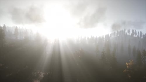 Sun Beams Through Trees