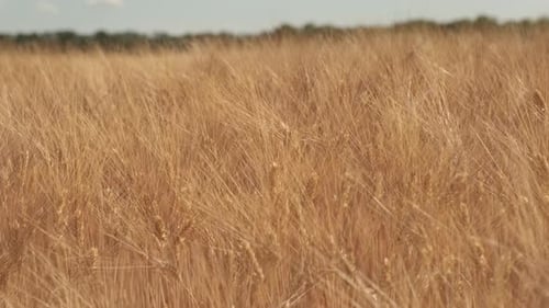 Golden Wheat Crop in Agriculture Farm