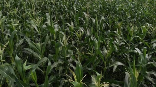 Aerial View of a Green Corn Field. The Camera Is Flying Low Over the Cornfield