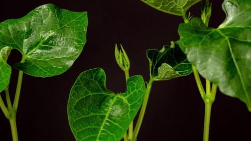 Bean Sprouts Growing in Time Lapse on Black