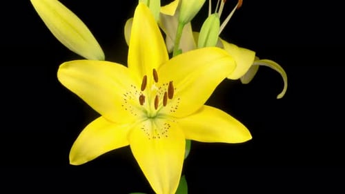 Yellow Lily Blooming in Time Lapse