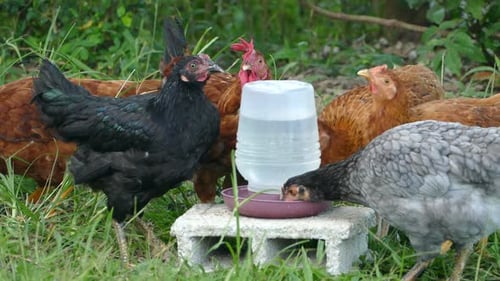 A group of chickens drinking water at a farm