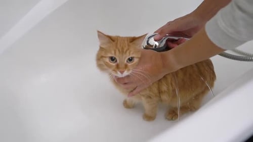 Orange Cat Getting Bathed in a White Tub