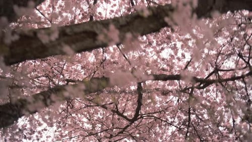 Close up of Spring Cherry blossom flowers