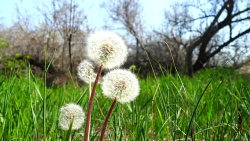 Dandelions in the Spring 7