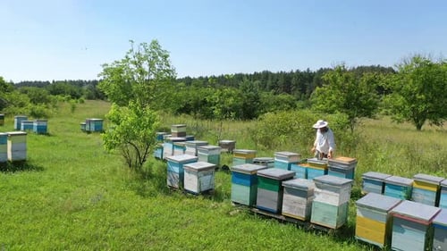 Bee-garden in summer. Beekeeper works on the apiary near the wooden beehives