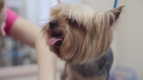 Dog Haircut and Grooming in Professional Salon