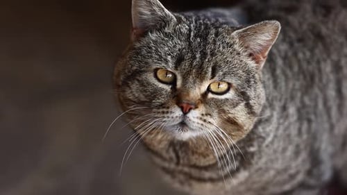 Beautiful Close-up of a Tabby Cat