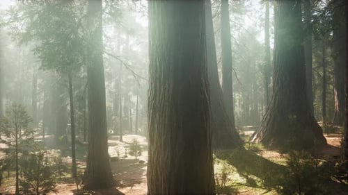 Lever de soleil dans les séquoias, General Grant Grove, parc national de Sequoia