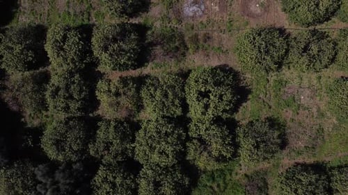 Fruit Trees