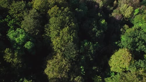 Drone Flight Over Top Of Lush Green Urban Forest