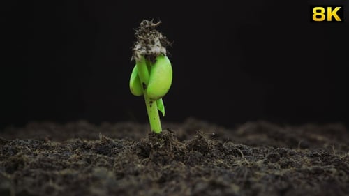 Bean Sprout Time-Lapse Growth