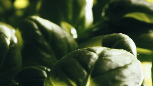 Close Up of Fresh Green Basil Leaves