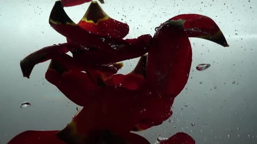 Petals of Tulips Fall in Water 3
