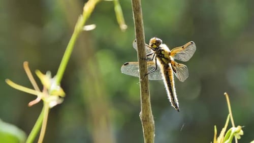 Dragonfly Sits on a Branch, Wild Beetle in Nature, Summer Spring Colorful Macro Wildlife