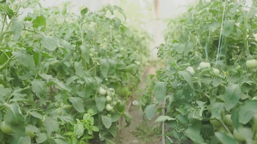 Beds with green tomatoes. Greenhouse with tomato bushes. Green seedlings.