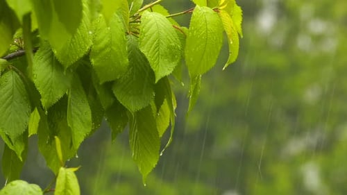 Regen auf Pflanzenblättern 10