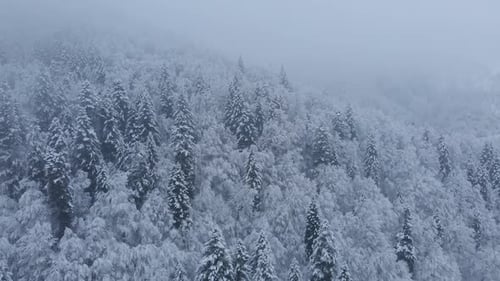 Aerial shot: spruce and pine winter forest completely covered by snow.