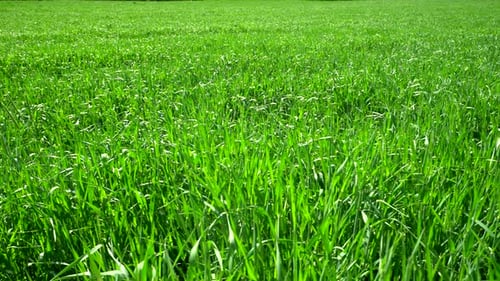 Green Wheat