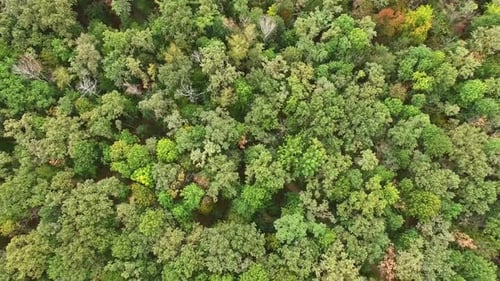 Green Forest