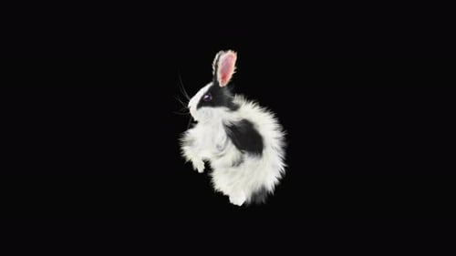 Fluffy Black and White Rabbit Hopping Animation