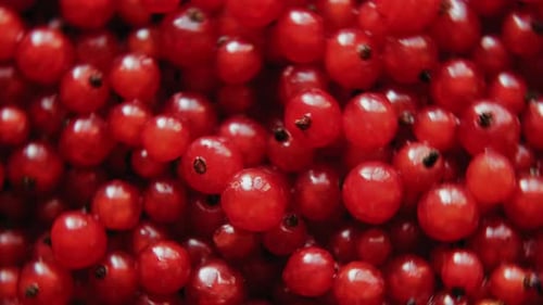 Pile of Fresh and Vibrant Red Currants