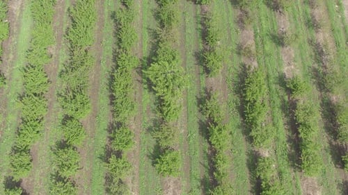 Spring scenery in cultivated orchard of cherries 4K drone video