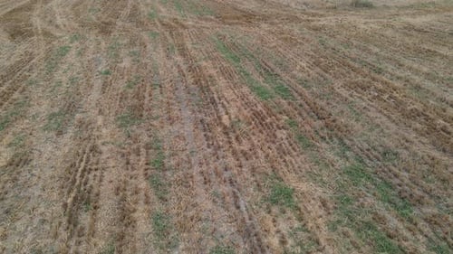 Agricultural Field
