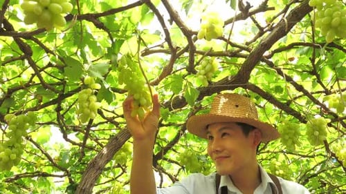 Young farmer harvesting grapes in vineyard