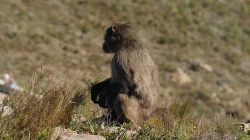 Baboon Sitting on a Hillside in Africa