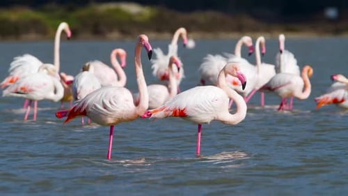 Pink Flamingos in the Lake Wild Greater Flamingo in the Salt Water Nature Birds Wildlife Safari Shot