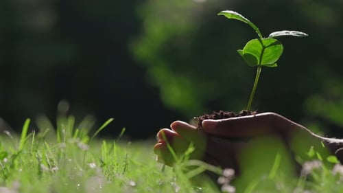 Hands Holding Small Plant in Grassy Field
