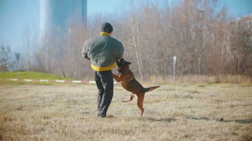 Dog Bites Protective Sleeve During Outdoor Training