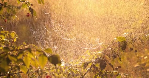 Rain in the Forest at Sunset. Cobwebs in Small Drops of Rain.