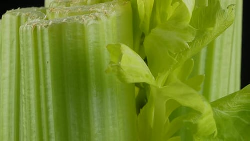 Nice shaped fresh celery with leaves