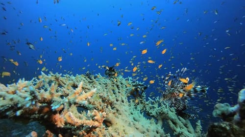 Underwater Tropical Reef Lionfish