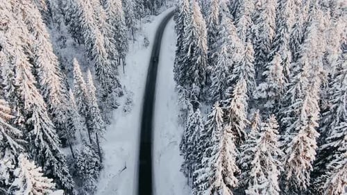 Following a Dark Car Driving on a Winter Winding Road in the Middle of a Fabulous Snowy Coniferous